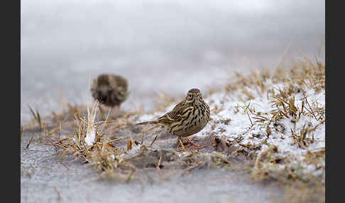 Wiesenpieper (Anthus pratensis)