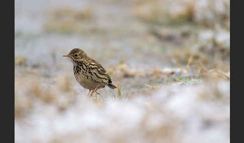 Wiesenpieper (Anthus pratensis)