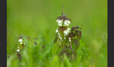 Weiße Taubnessel (Lamium album)