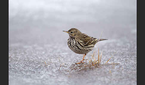 Wiesenpieper (Anthus pratensis)