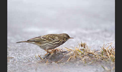 Wiesenpieper (Anthus pratensis)