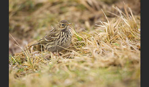 Wiesenpieper (Anthus pratensis)