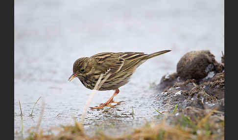 Wiesenpieper (Anthus pratensis)