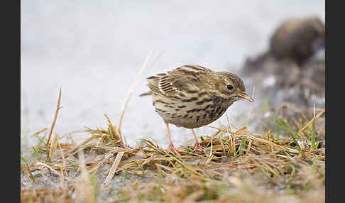 Wiesenpieper (Anthus pratensis)