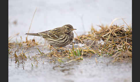 Wiesenpieper (Anthus pratensis)