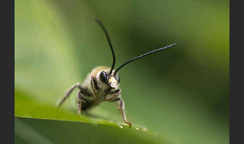 Mai-Langhornbiene (Eucera longicornis)