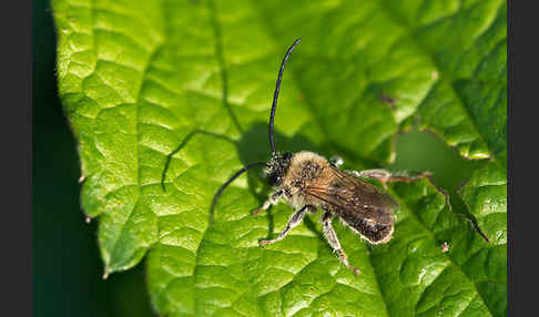 Mai-Langhornbiene (Eucera longicornis)