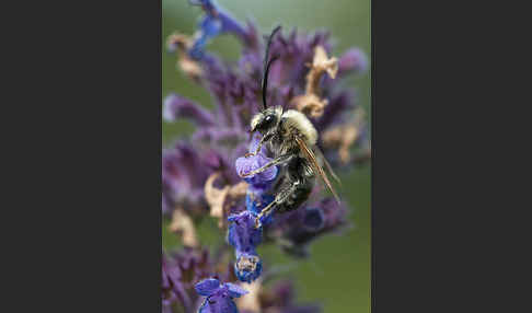 Mai-Langhornbiene (Eucera longicornis)