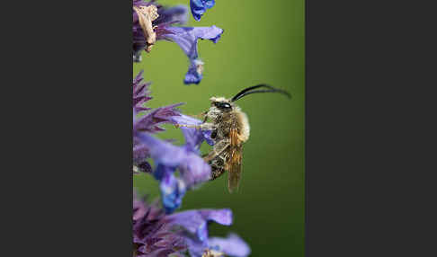 Mai-Langhornbiene (Eucera longicornis)