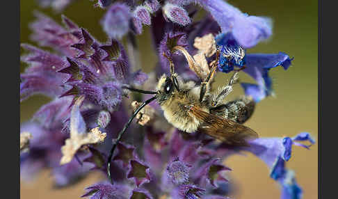 Mai-Langhornbiene (Eucera longicornis)