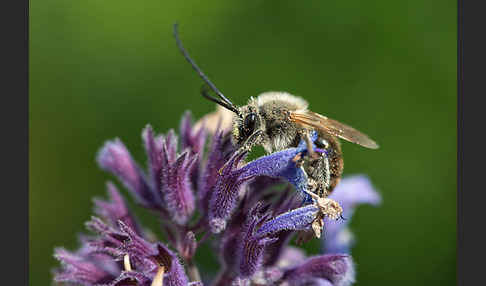 Mai-Langhornbiene (Eucera longicornis)