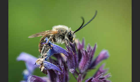 Mai-Langhornbiene (Eucera longicornis)