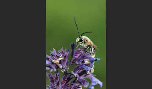 Mai-Langhornbiene (Eucera longicornis)