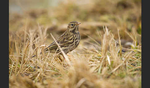 Wiesenpieper (Anthus pratensis)