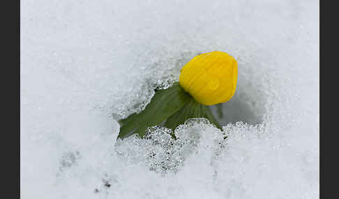 Winterling (Eranthis hyemalis)