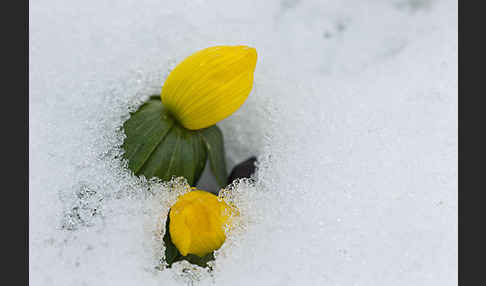 Winterling (Eranthis hyemalis)