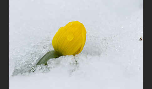 Winterling (Eranthis hyemalis)