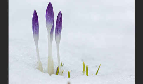 Wildkrokus (Crocus spec.)