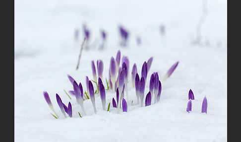 Wildkrokus (Crocus spec.)