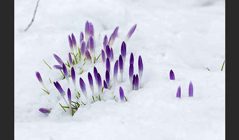 Wildkrokus (Crocus spec.)