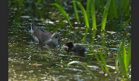 Teichralle (Gallinula chloropus)