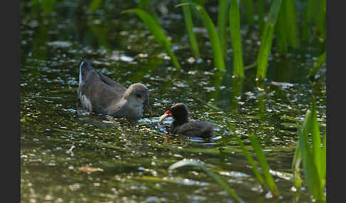 Teichralle (Gallinula chloropus)