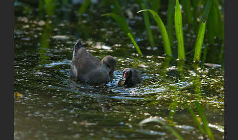 Teichralle (Gallinula chloropus)