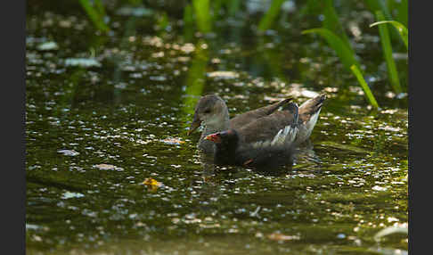 Teichralle (Gallinula chloropus)