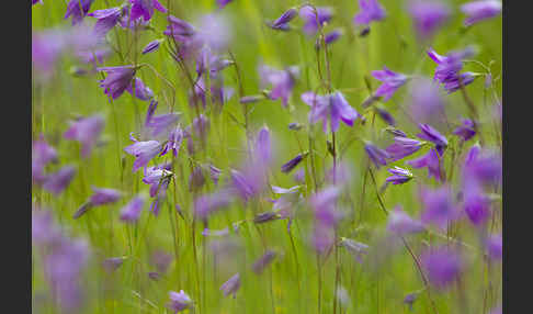 Wiesen-Glockenblume (Campanula patula)