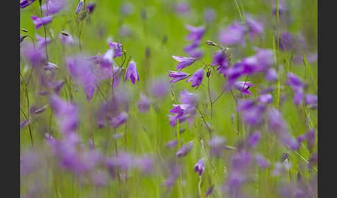 Wiesen-Glockenblume (Campanula patula)