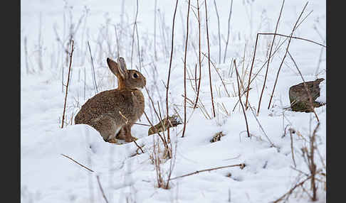 Wildkaninchen (Oryctolagus cuniculus)