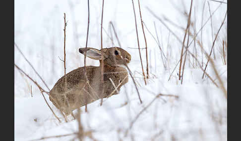 Wildkaninchen (Oryctolagus cuniculus)