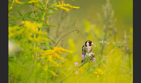 Stieglitz (Carduelis carduelis)