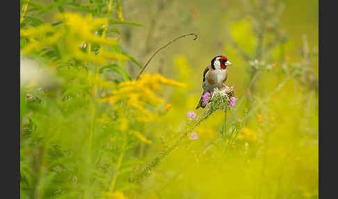 Stieglitz (Carduelis carduelis)