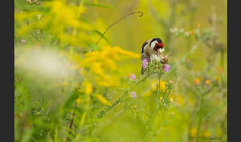 Stieglitz (Carduelis carduelis)