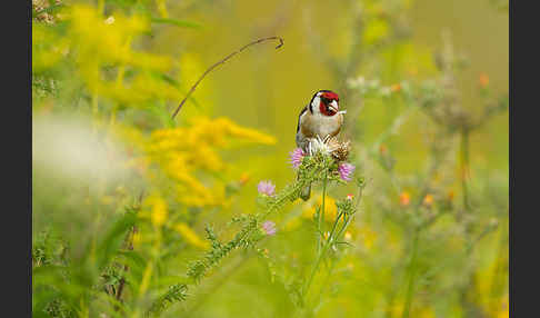 Stieglitz (Carduelis carduelis)