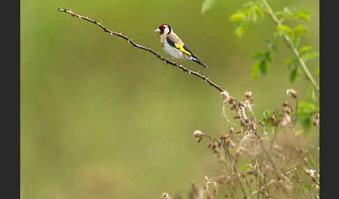 Stieglitz (Carduelis carduelis)