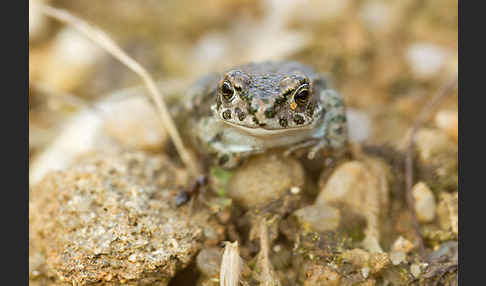 Wechselkröte (Bufotes viridis)