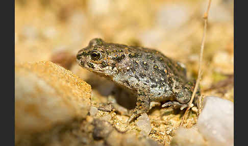 Wechselkröte (Bufotes viridis)