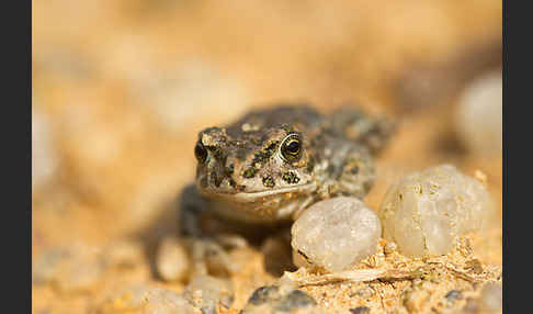 Wechselkröte (Bufotes viridis)