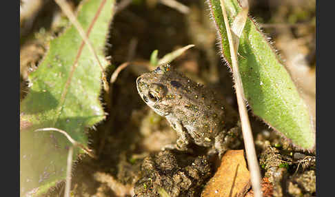 Wechselkröte (Bufotes viridis)