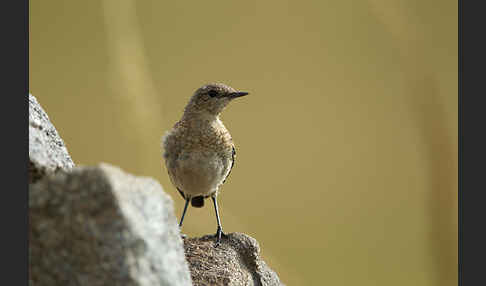 Steinschmätzer (Oenanthe oenanthe)