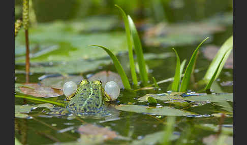 Grünfrosch (Pelophylax spec.)