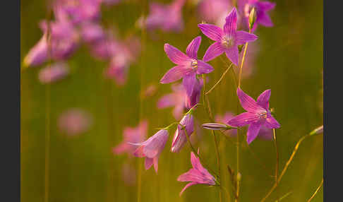 Wiesen-Glockenblume (Campanula patula)