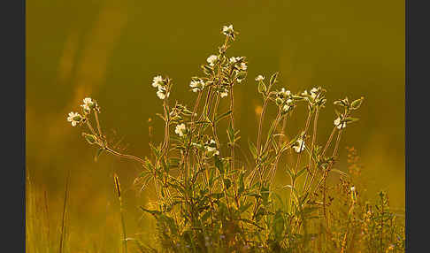 Weiße Lichtnelke (Silene latifolia)