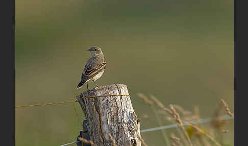 Steinschmätzer (Oenanthe oenanthe)