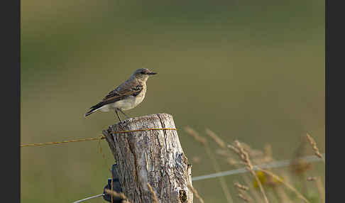 Steinschmätzer (Oenanthe oenanthe)