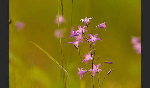 Wiesen-Glockenblume (Campanula patula)