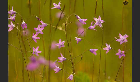 Wiesen-Glockenblume (Campanula patula)