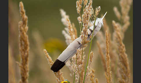 Turmfalke (Falco tinnunculus)